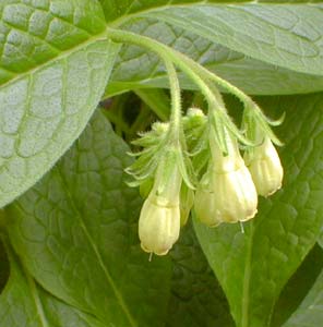 Borage