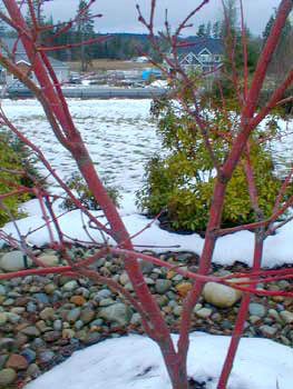 Coral Bark Maple