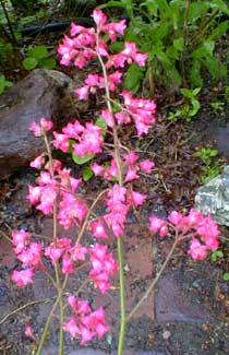 Coralbells