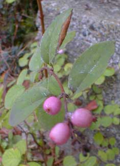 Amethyst Coralberry