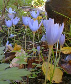 Crocus