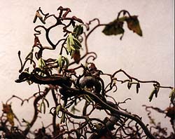 December Catkins