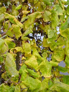 Corkscrew Hazel