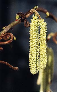 March Catkins