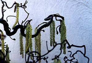 March Catkins