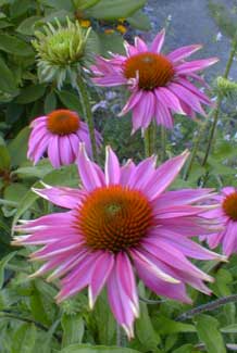 Echinacea