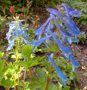 Blue Corydalis