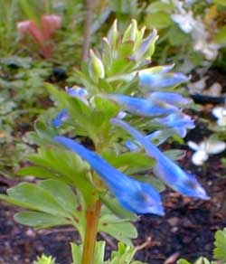 Blue Corydalis