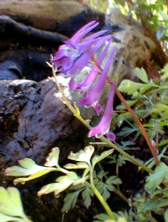 Corydalis