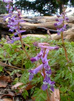 Corydalis