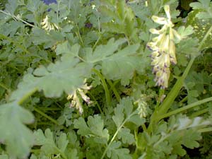 Fumitory