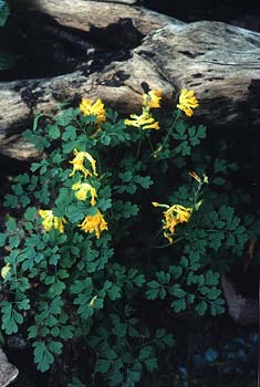 Yellow Corydalis