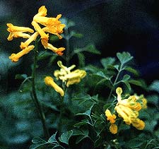 Yellow Corydalis