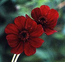 Chocolate Cosmos