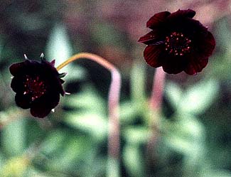 Chocolate Cosmos