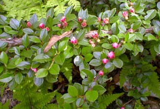 May Blooms