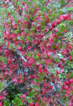 Cotoneaster