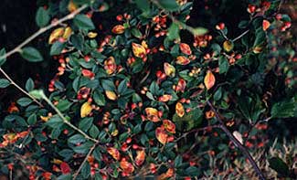 Cotoneaster