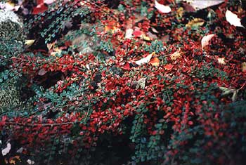 Cotoneaster