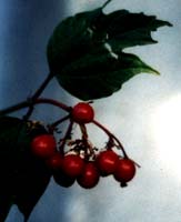 Highbush Cranberries