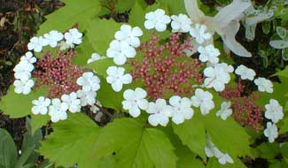 Highbush Cranberry blooms