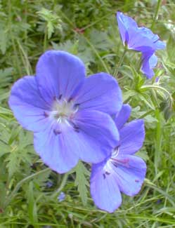 Geranium