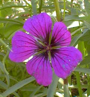 Geranium Patricia