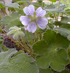 Crane's-bill