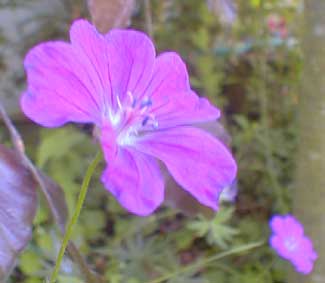 Bloody Crane's-bill