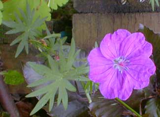 Bloody Crane's-bill