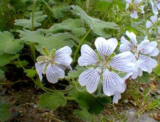 Crane's-bill