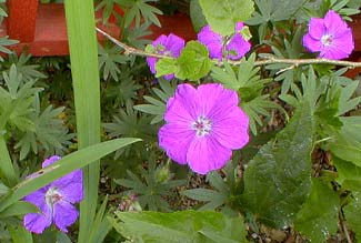 Bloody Crane's-bill