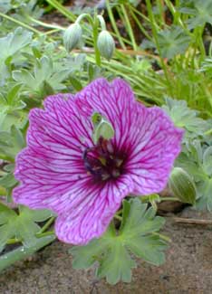 Greyleaf Crane's-bill