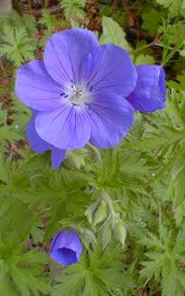 Geranium