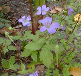 Knotted Crane's-bill