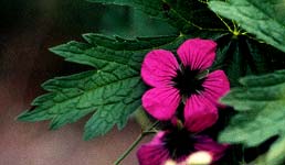 Geranium Patricia