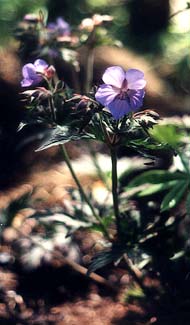 Crane's-bill