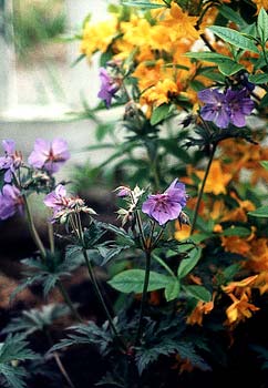 Purple Crane's-bill