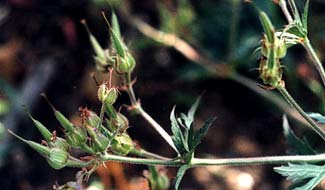 Crane's-bill