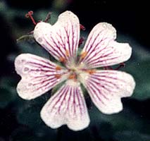 Crane's-bill