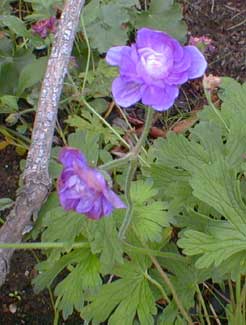 Lilac Plenum