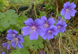 Showy Geranium