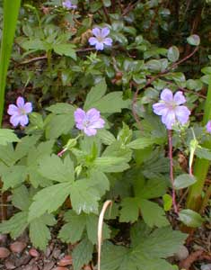 Knotted Crane's-bill