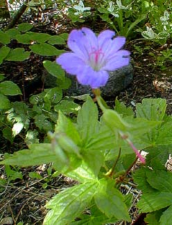 Knotted Crane's-bill