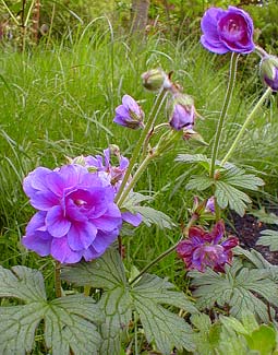 Geranium himalayense plenum