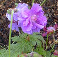 Lilac Plenum