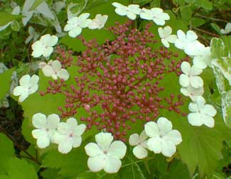 Highbush Cranberry Bloom