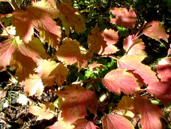 Highbush Cranberry