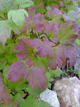 Highbush Cranberry