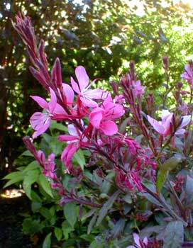 Gaura